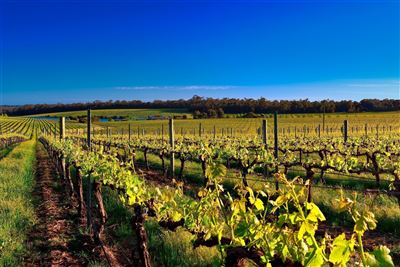 Weinanbau in Margaret River